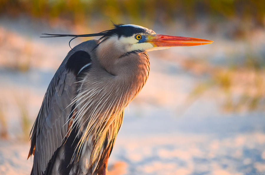 Harry the Heron with Plumage Close-Up Photograph by Jeff at JSJ Photography