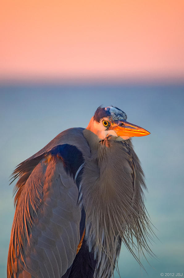 Harry the Heron with Sunrise Plumage Photograph by Jeff at JSJ Photography