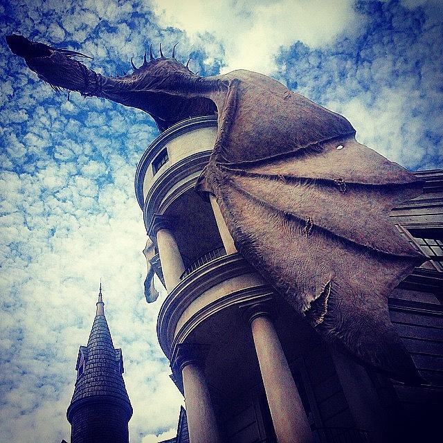 Harry Potter Photograph - A Real Floridian Dragon by Kate Arsenault 