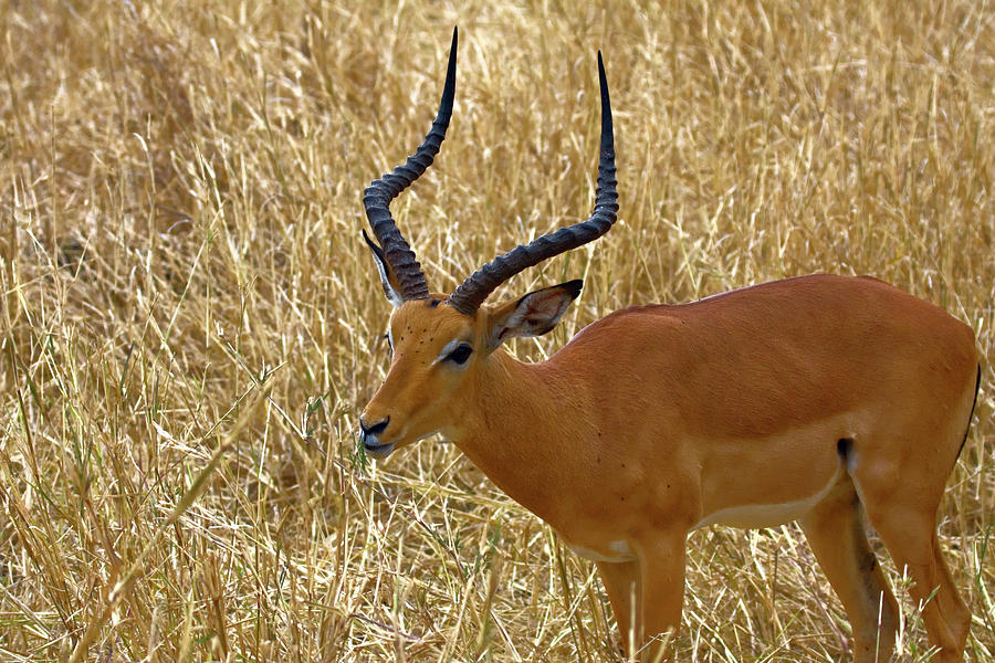 Hartebeest Photograph by Sally Weigand