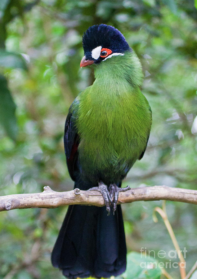 Hartlaubs Turaco Photograph by Jennifer Ludlum