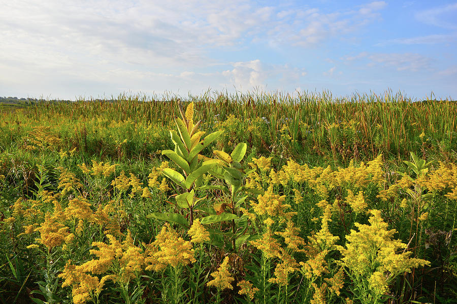Harts Road Goldenrod in Glacial Park Photograph by Ray Mathis