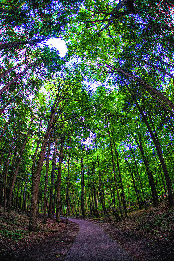 Hartwick Pines Canopy Photograph by Dustin Goodspeed - Pixels