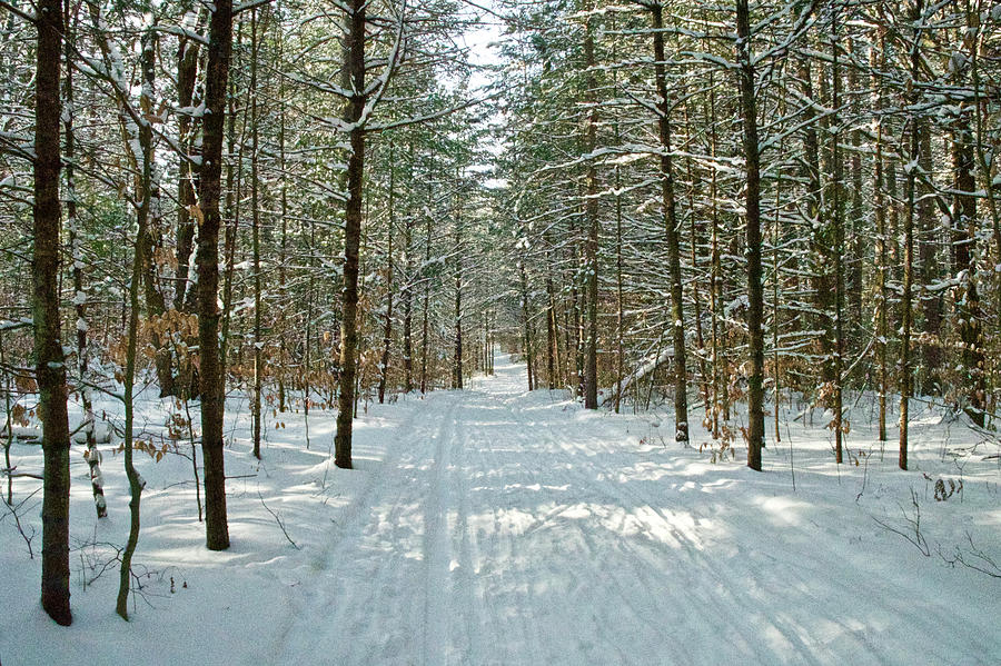 Winter Photograph - Hartwick Pines Trail 1 by Michael Peychich