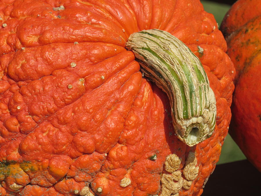 Pumpkin Photograph - Harvest by Barbara Ebeling
