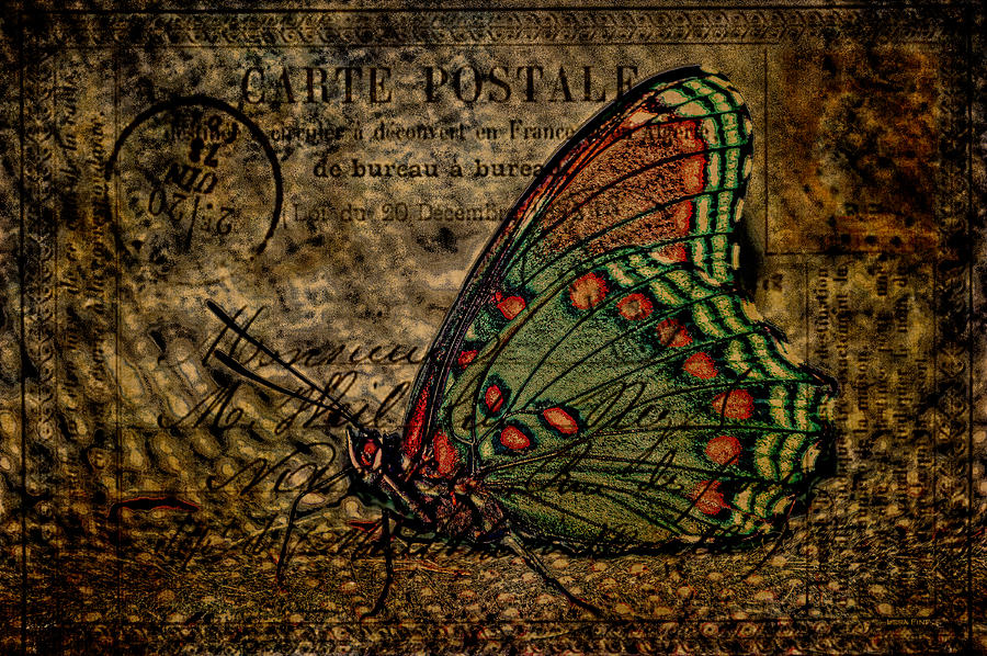 Harvest Butterfly Postcard Art Mixed Media by Lesa Fine