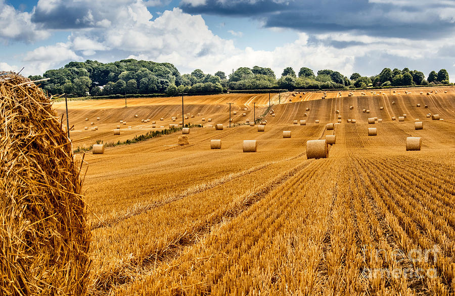 Harvest Photograph by Chris Horsnell