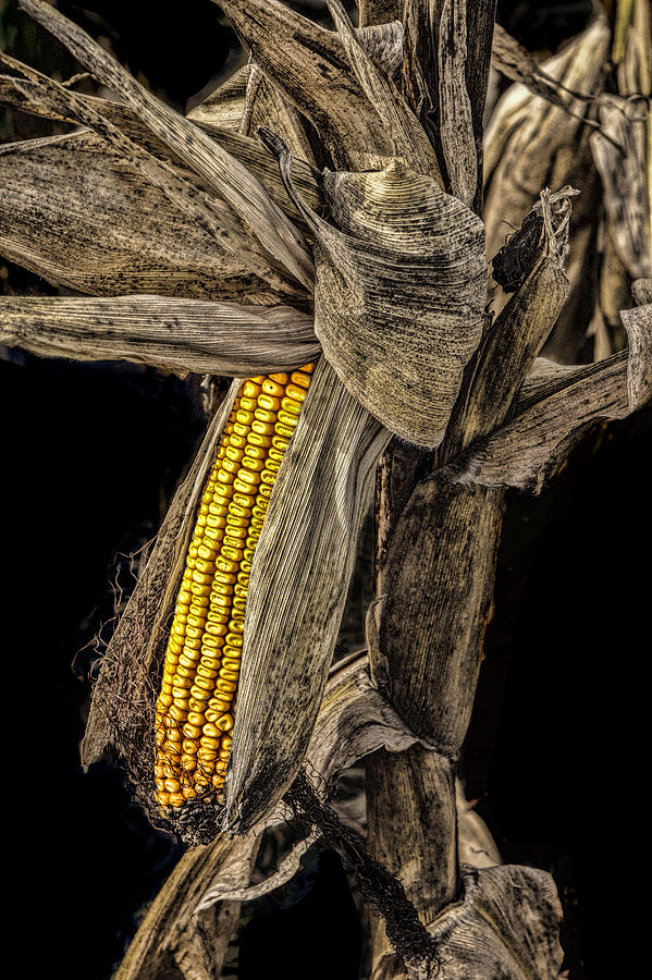 Nature Photograph - Harvest Ear of Corn by Randall Nyhof