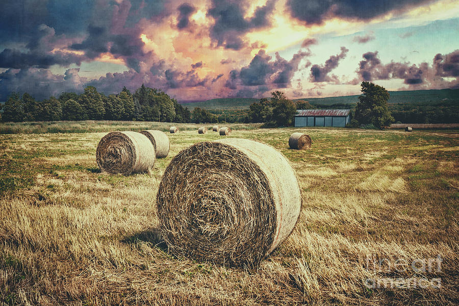 Harvest Photograph by Evelina Kremsdorf