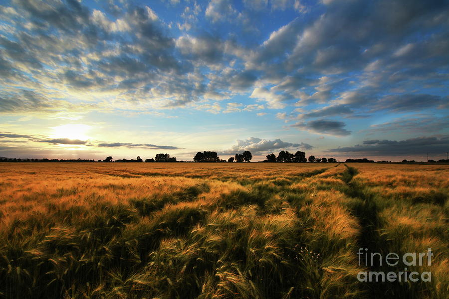 Summer Photograph - Harvest by Franziskus Pfleghart