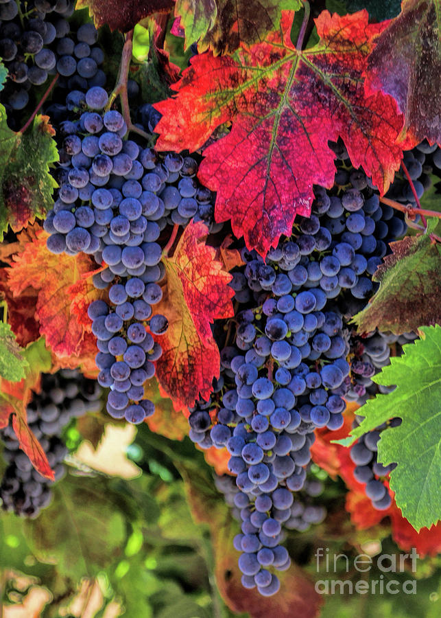 Harvest Grapes Wine Country Autumn Vineyard Photograph by Stephanie Laird