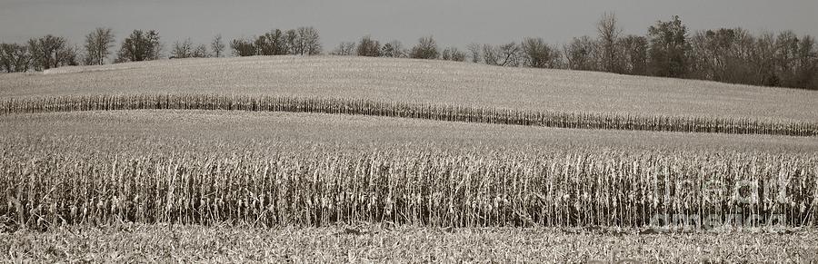 Harvest Lines 8703 Photograph by Ken DePue