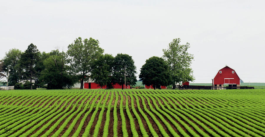Harvest Lines Photograph
