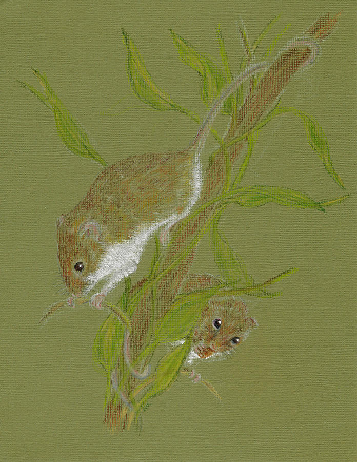 Harvest Mice Drawing by Stephanie Grant
