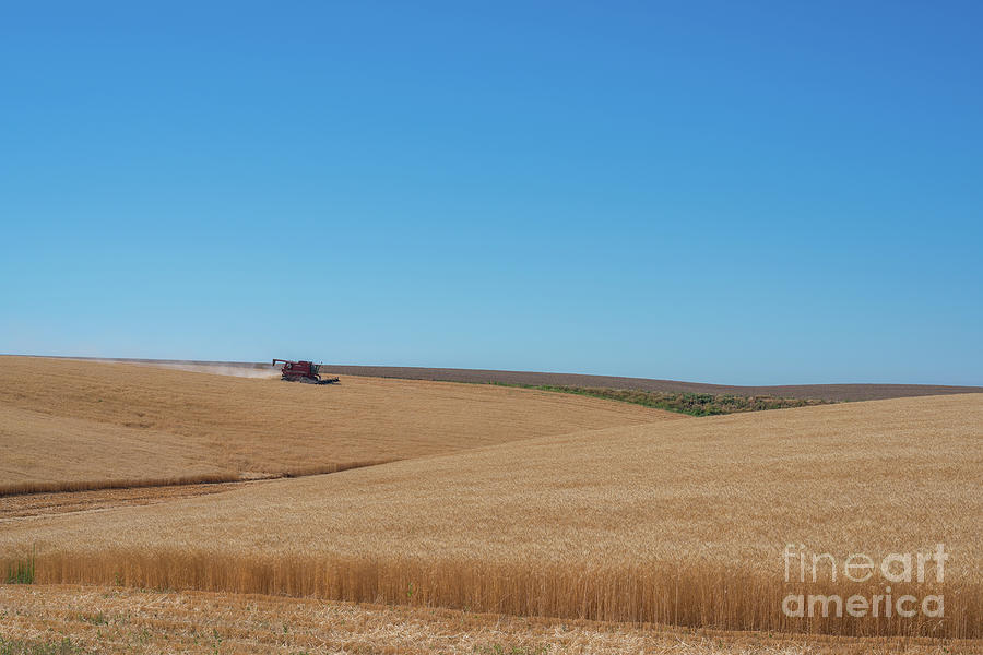 Harvest  Photograph by Michael Ver Sprill