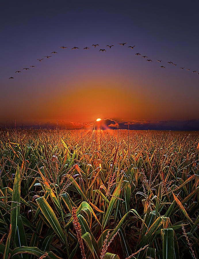 Landscape Photograph - Harvest Migration by Phil Koch