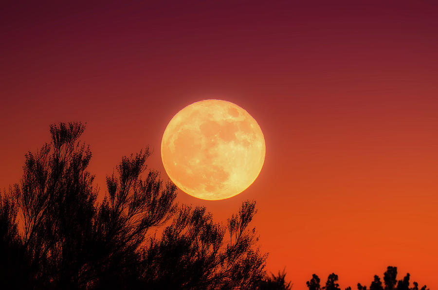 Tree Photograph - Harvest Moon by Mountain Dreams
