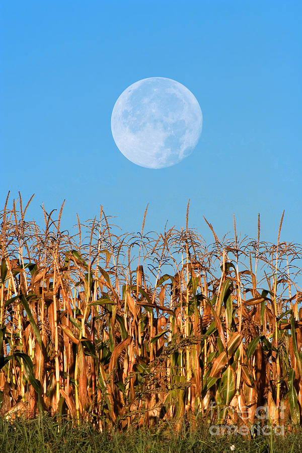 Harvest Moon Over Corn Field Photograph by Larry Landolfi