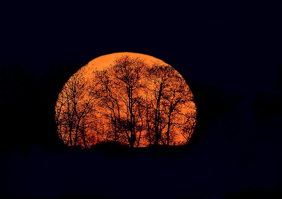 Harvest  Moon Rising Photograph by William Jobes