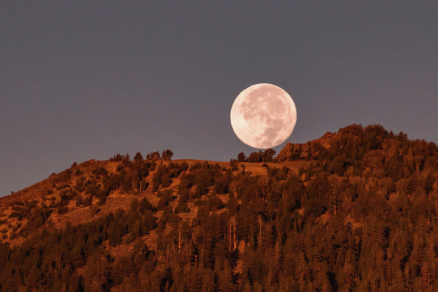 Tree Photograph - Harvest Moon Setting on Waterhouse Peak by Mike Herron