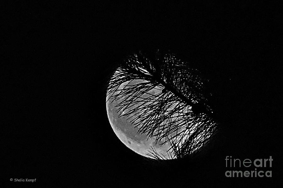 Harvest Moon Photograph by Shelia Kempf