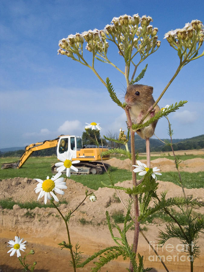 Harvest Mouse And Backhoe Photograph by Jean-Louis Klein & Marie-Luce Hubert