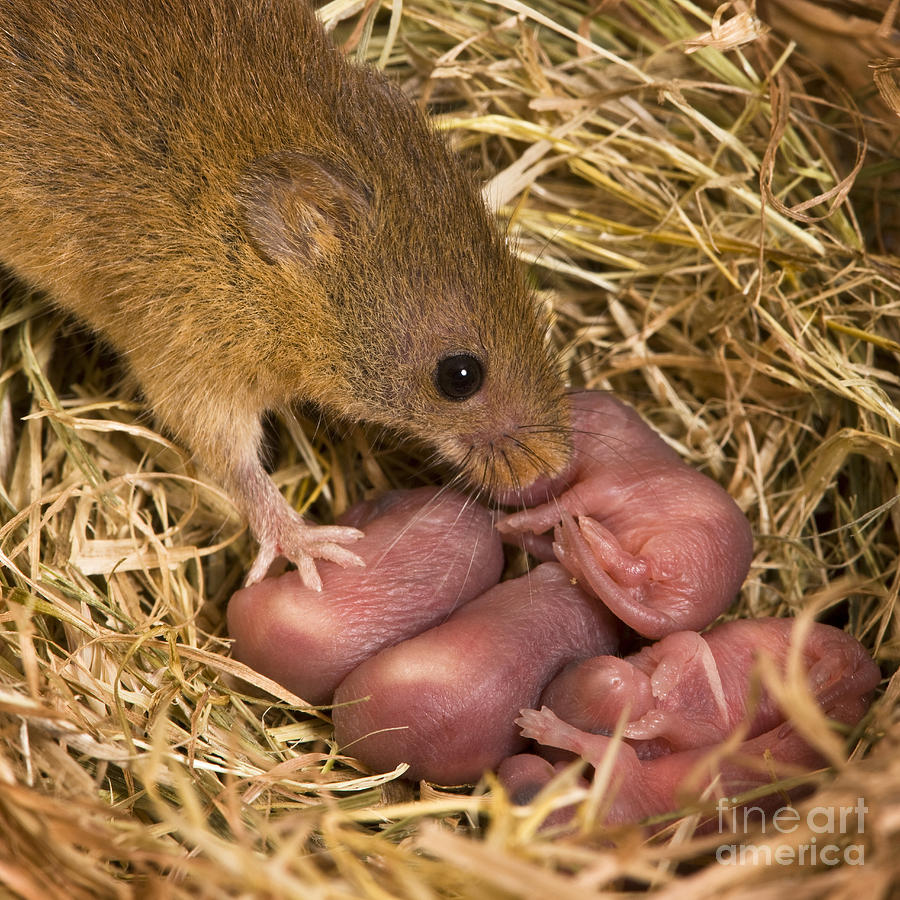Harvest Mouse And Pups Photograph by Jean-Louis Klein & Marie-Luce Hubert