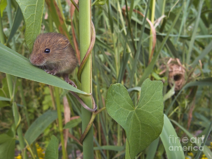 Mouse Photograph - Harvest Mouse At Nest by Jean-Louis Klein & Marie-Luce Hubert