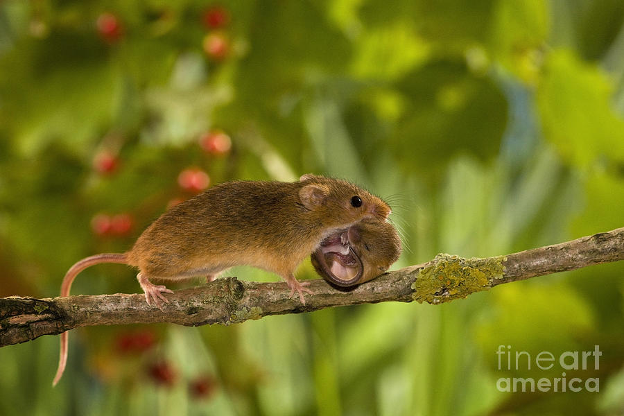Mouse Photograph - Harvest Mouse Carrying Pup by Jean-Louis Klein & Marie-Luce Hubert