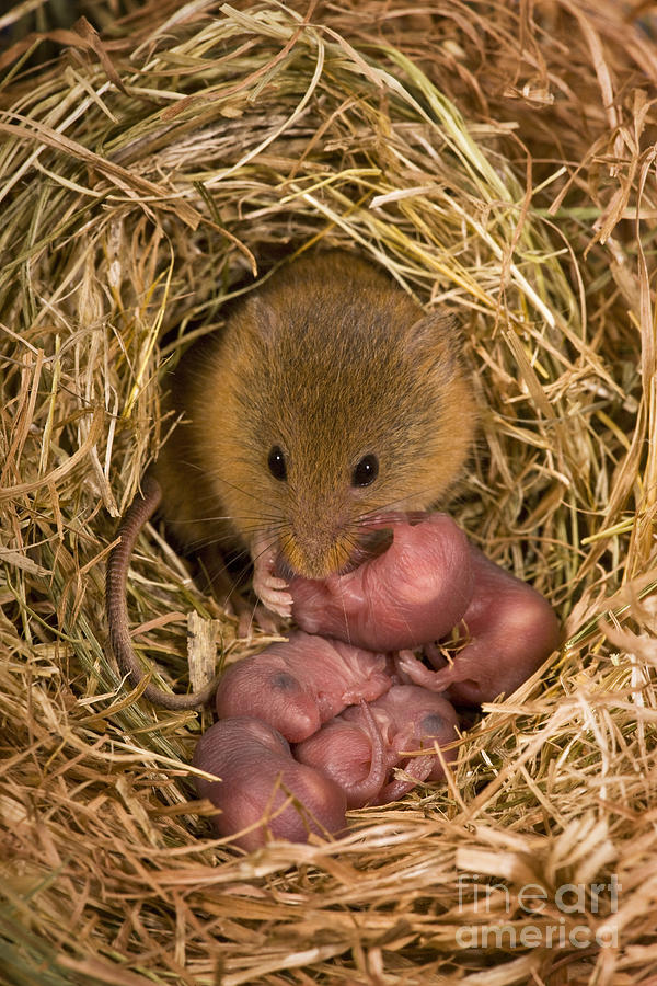 Mouse Photograph - Harvest Mouse Cleaning Pups by Jean-Louis Klein & Marie-Luce Hubert