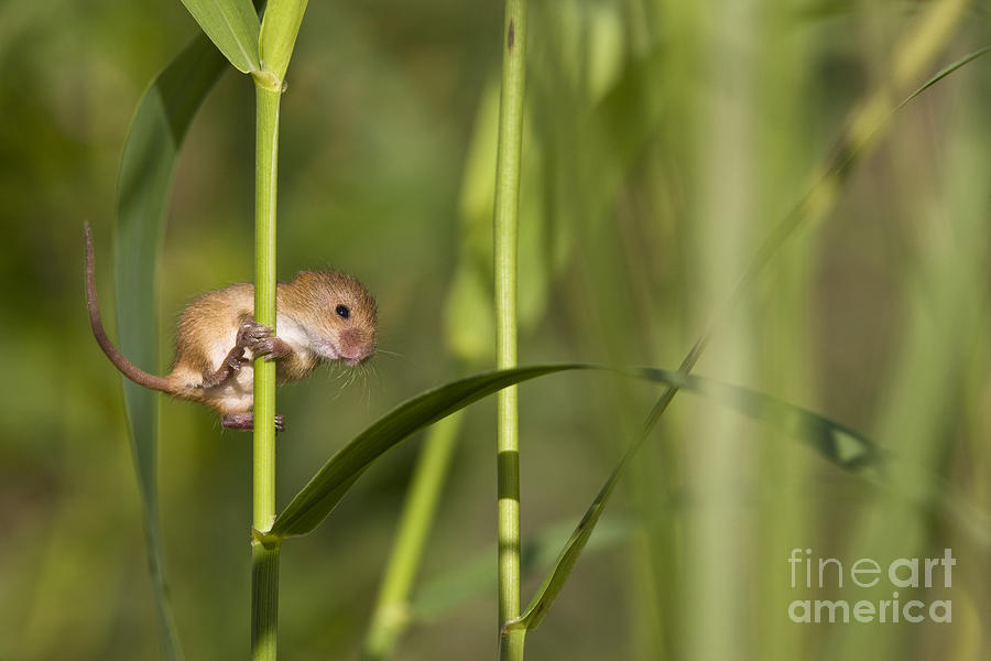 Mouse Photograph - Harvest Mouse Climbing Plant by Jean-Louis Klein & Marie-Luce Hubert