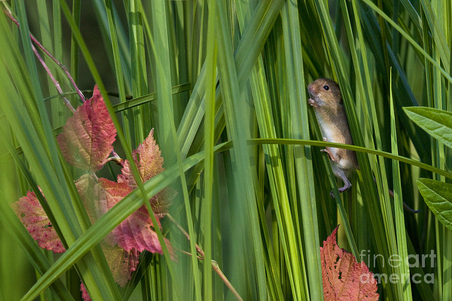 Harvest Mouse In Sedge Meadow Photograph by Jean-Louis Klein & Marie-Luce Hubert
