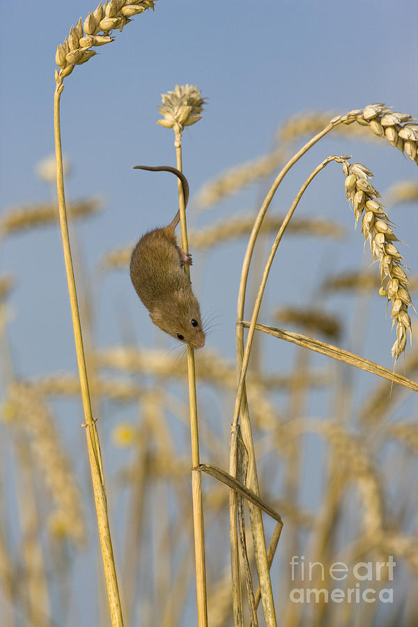 Harvest Mouse On Wheat Photograph by Jean-Louis Klein & Marie-Luce Hubert