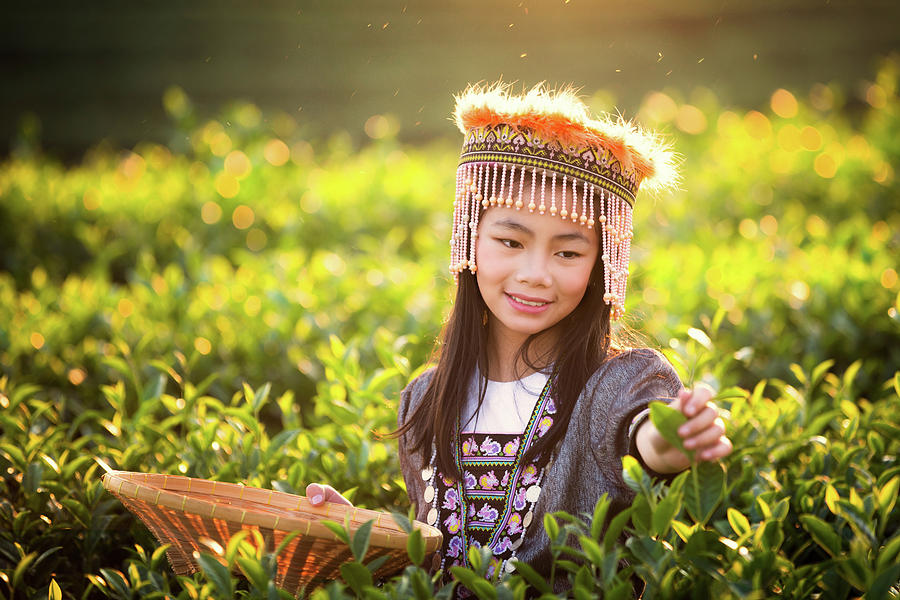 Harvest of green tea leaf by a girl Photograph by Anek Suwannaphoom