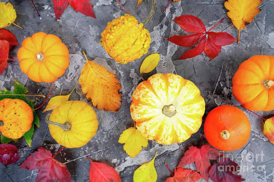 Colors of pumpkins Photograph by Anastasy Yarmolovich
