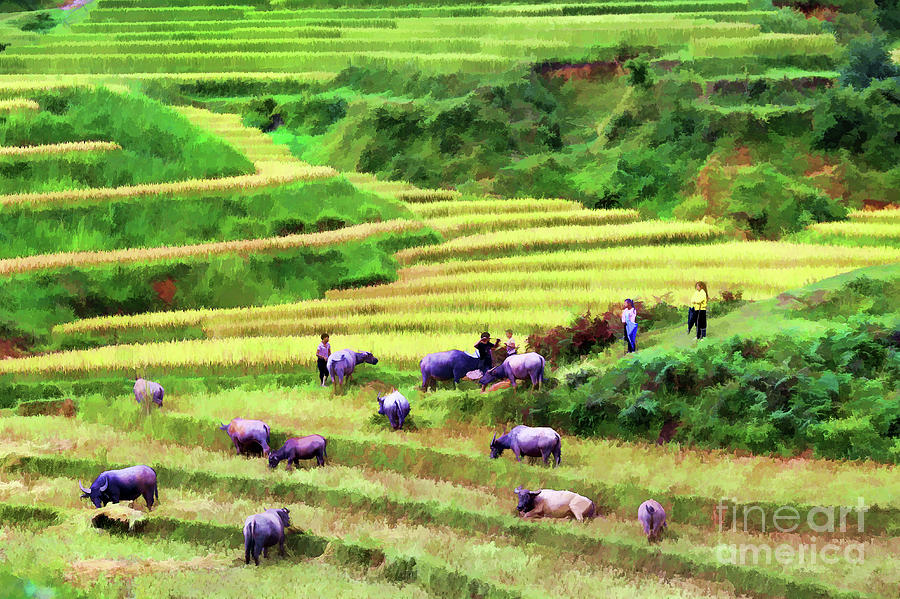 Buffalo Photograph - Harvest Rice Sapa Vietnam I by Chuck Kuhn
