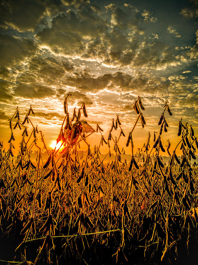 Harvest Sunrise Photograph by Danny Mongosa
