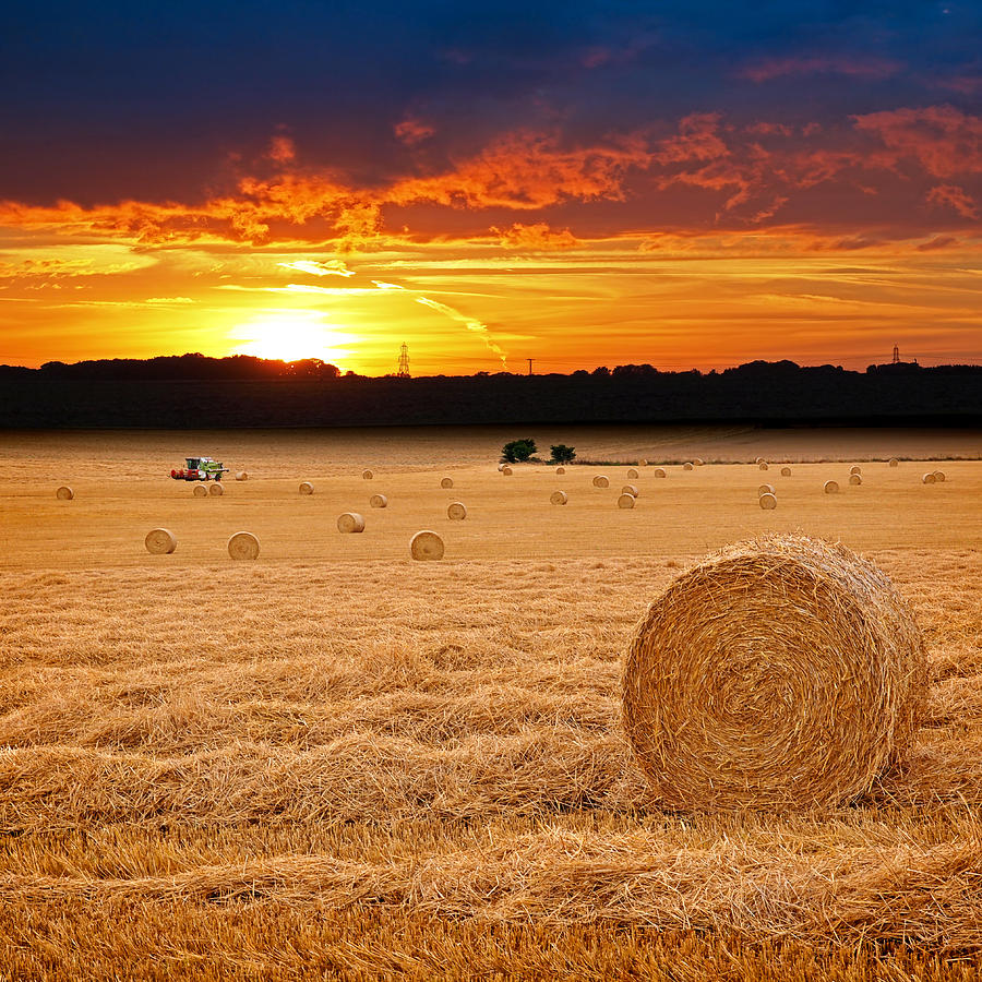 Harvest Sunset Photograph by Gill Billington