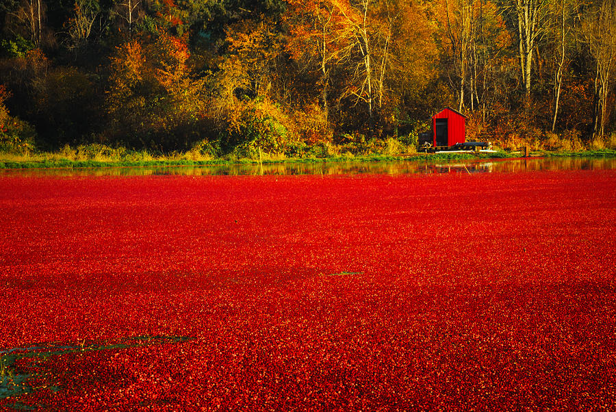 Cranberries Photograph - Harvest Time by Diane Smith