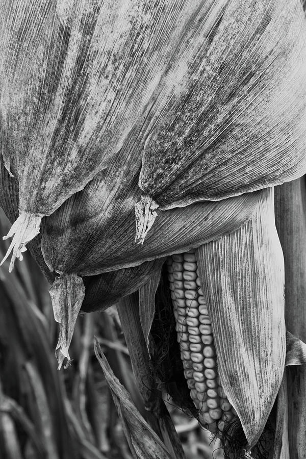 Corn Photograph - Harvest Time by Gaby Swanson Corn Photograph - Harvest Time by Gaby Swanson
