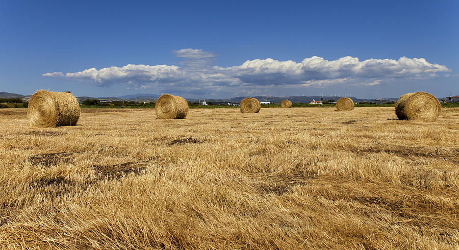 Summer Photograph - Harvest time by Mike Santis