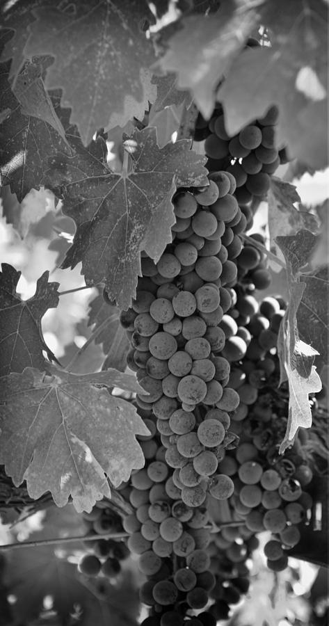 Wine Photograph - Harvest Time by Nancy Ingersoll