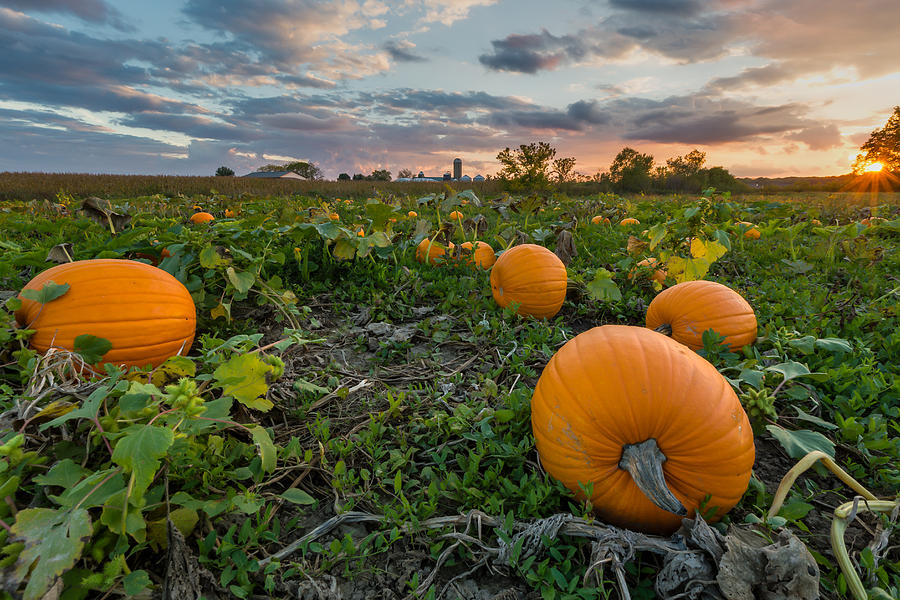 Harvest Time Photograph by Paul Schultz
