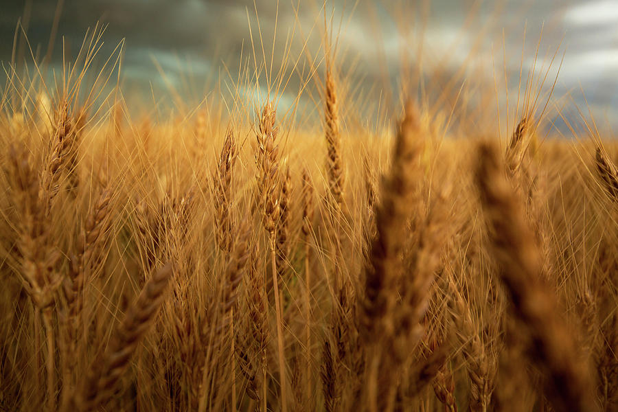 Harvest Time - Golden Wheat In Southeast Colorado Photograph