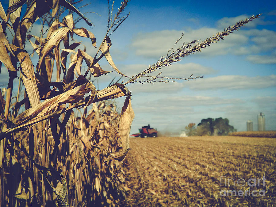 Harvest Time Photograph by Viviana  Nadowski