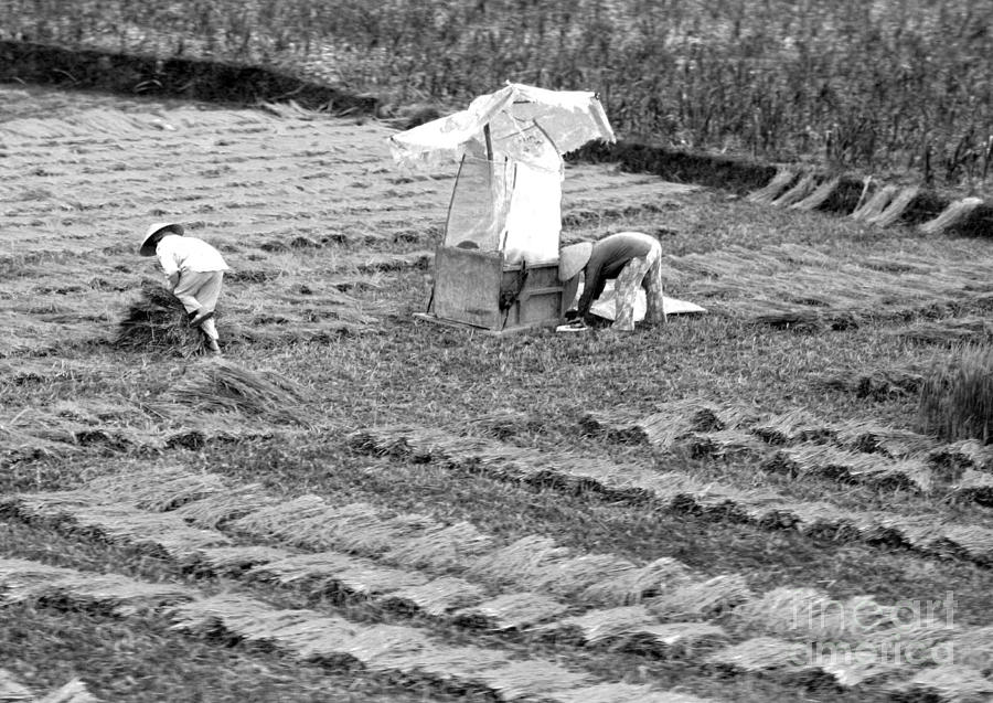 Harvest Vietnam Photograph by Chuck Kuhn