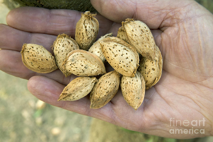 Harvested Almonds Photograph by Inga Spence
