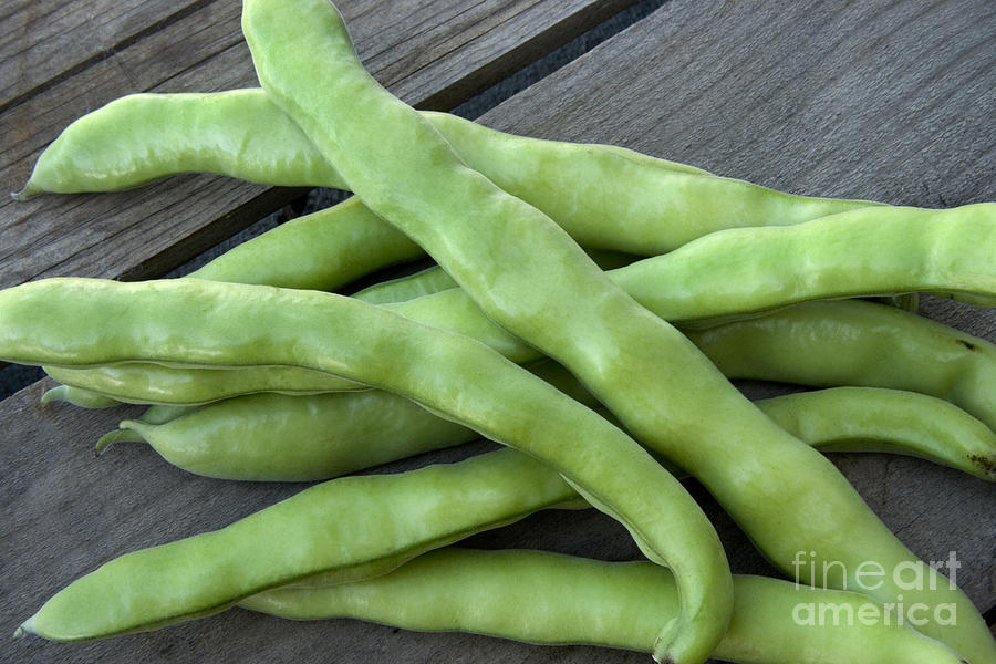 Harvested Fava Beans Photograph by Inga Spence