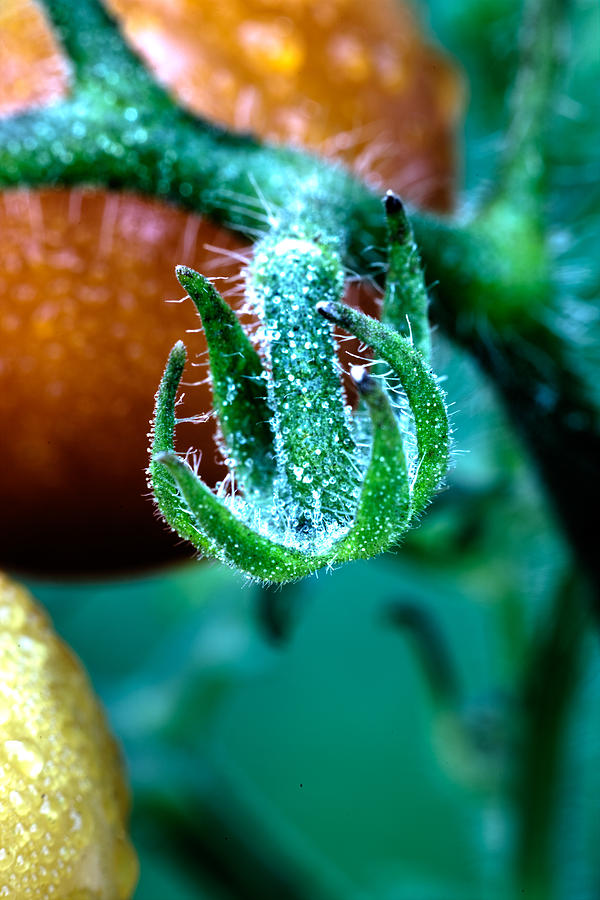Harvested Photograph by Joseph Skalny Harvested Photograph by Joseph Skalny