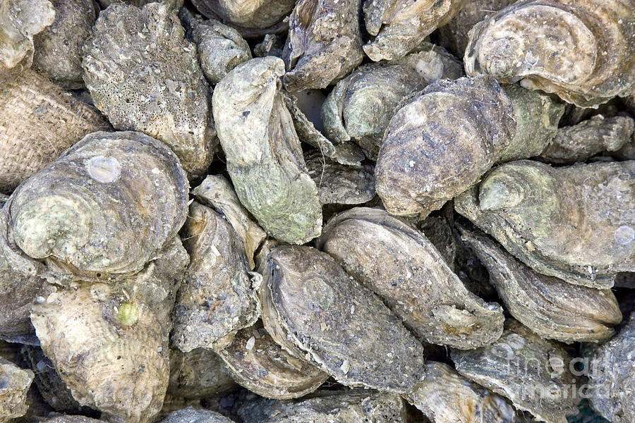 Harvested Oysters Photograph by Inga Spence